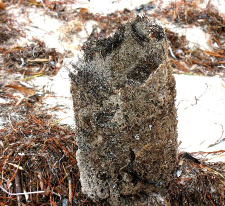 Another vase sponge washed up on Smathers Beach in Key West