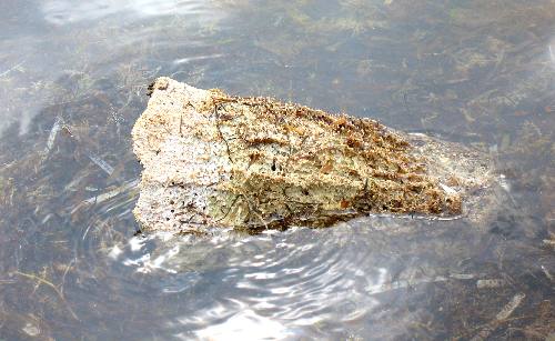 Another vase sponge that is almost on Smathers Beach in Key West
