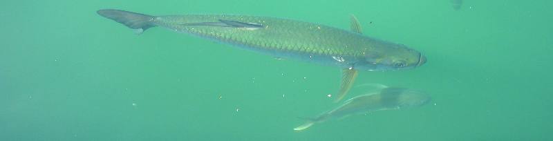 Large tarpon and jack cruising the old historic seaport at Key West Bight Marina