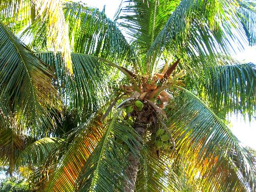Coconut palm tree along Harbor Walk at the old historic seaport in Key West Bight