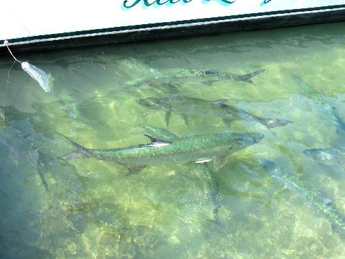 Huge tarpon milling around this charter boat along Harbor Walk in Key West Bight Marina