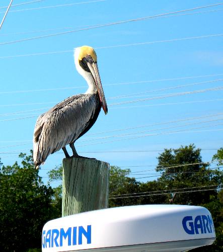 Brown pelican on piling at Hurricane Harbor Marina in Key West