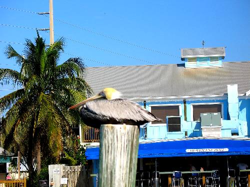Brown pelican resting on piling in Hurricane Hole Marina in Key West, Florida 