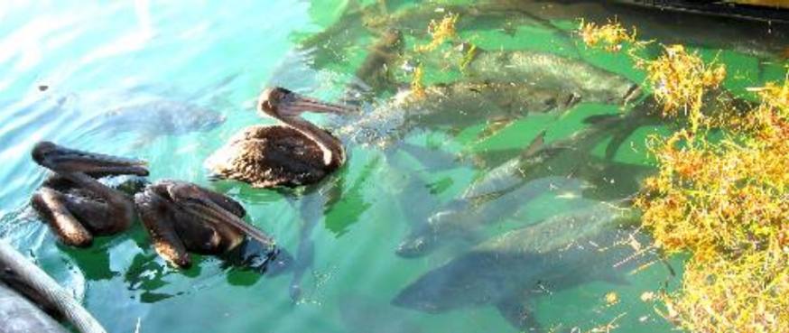 Huge tarpon feeding on fish scraps being thrown in the water