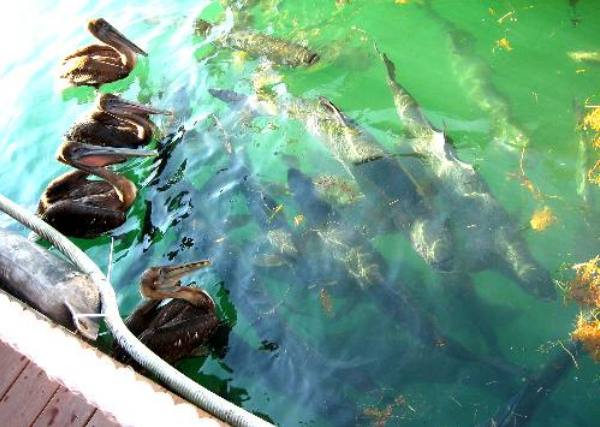 Huge tarpon and brown pelicans waiting on fish scraps to be thrown their way