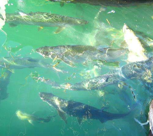 School of huge tarpon in Key West Bight Marina