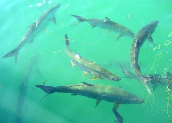 School of large tarpon milling around Key West Bight Marina