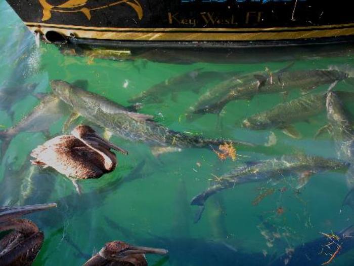 Huge tarpon and a brown pelican waiting for fish scraps in Key West Bight Marina