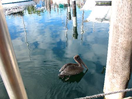 Brown pelican begging for food at Hogfish Grill in Key West