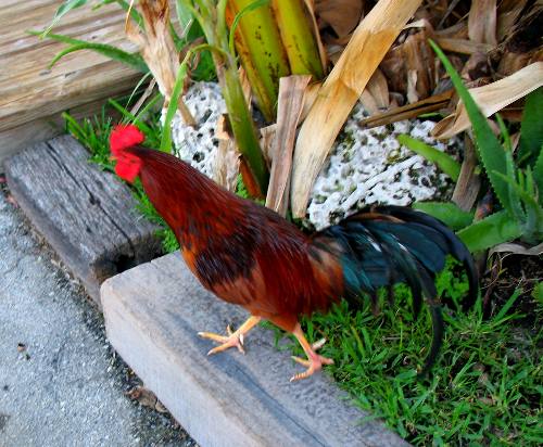 One of the resident roosters at Hogfish Grill in Key West