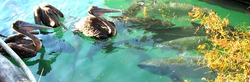 Huge tarpon and three brown pelicans along Harbor Walk in Key West Bight Marina