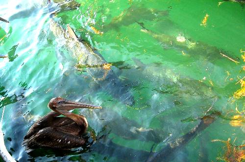 A lone brown pelican and a school of large tarpon wait for the next scrap