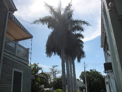 Magnificent Royal Palm Trees in a courtyard off south Duval Street in Key West