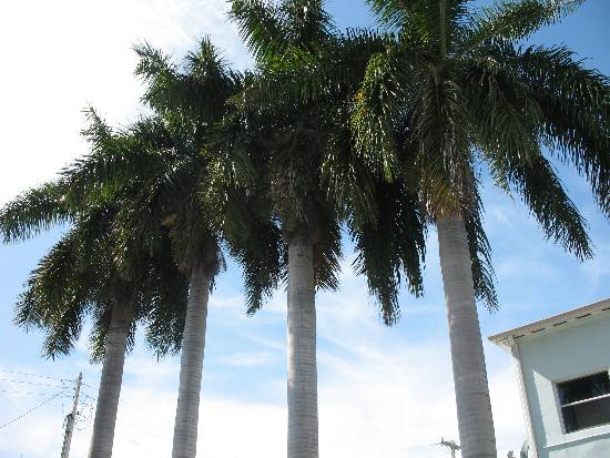 Majestic Royal Palm Trees along the southern end of Duval Street in Key West