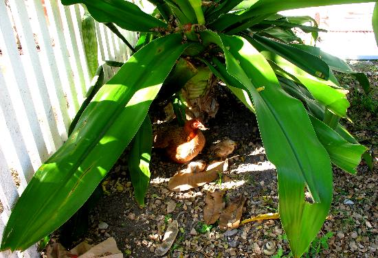 Feral chicken with chicks hiding under a giant crinum lily along Duval Street
