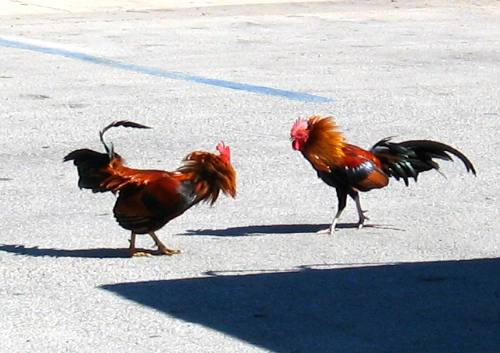 Cock fight in a Key West parking lot
