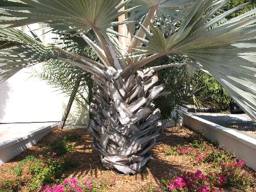 Silver Bismarck Palm growing in a yard on south Whitehead Street in Key West, Florida