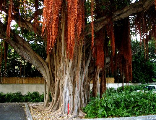This impressive looking strangler fig is located in a bank parking lot just off Whitehead Street in Old Town Key West, Florida