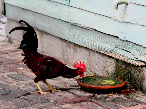 Someone took this picture of a feral rooster at Blue Heaven Restaurant