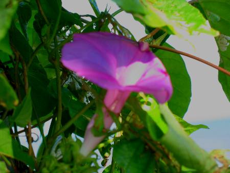 Morning Glory blooming on Geiger Key Beach near Key West