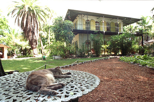 Cat at the Ernest Hemingway Home on Whitehead Street in Key West