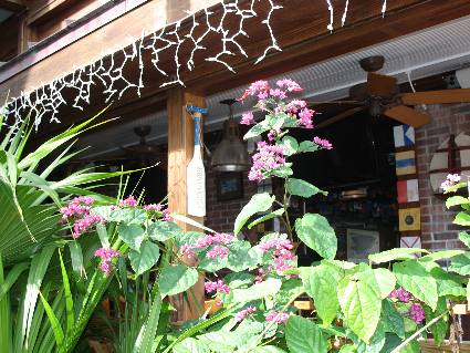 Red purple heart blooming along Harbor Walk at Key West Bight Marina
