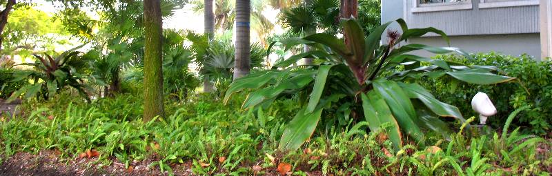 giant red leaf crynum lily
