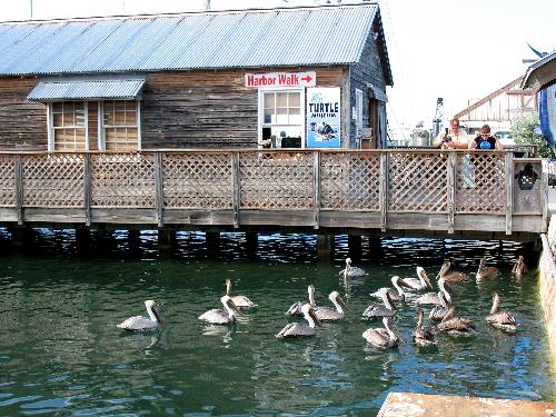The Turtle Museum at Key West Bight Marina