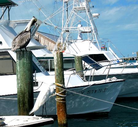 View from the north side of Key West Bight Marina