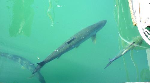Large tarpon visible from Harbor Walk in Key West Bight Marina