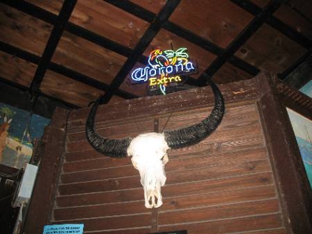 Mounted Bull skull is just part of the "ambience" in the world famous Bull in Key West