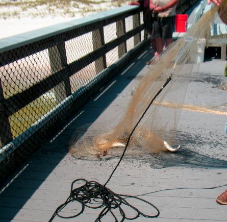 Several silver mullet in the net