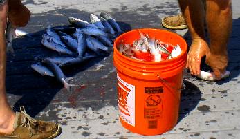 good mess of silver mullet