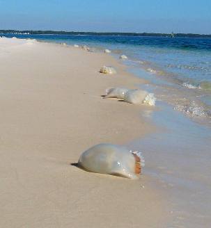Cannon Ball jellyfish washed on the beachs of Panama City
