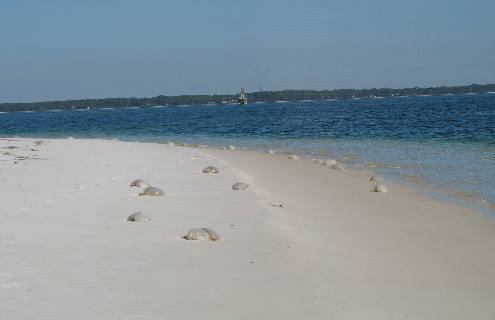 Stranded cannon ball jellyfish on beach in St Andrews State Park