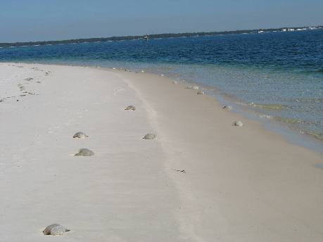 Stranded cannon ball jellyfish on beach in St Andrews State Park