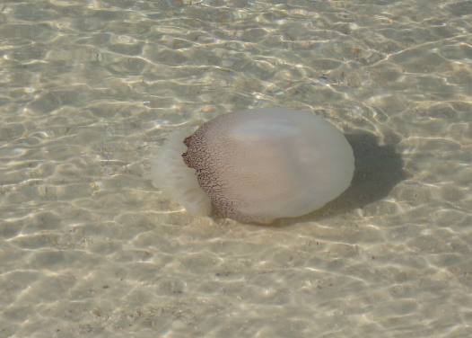 Cannon ball jellyfish swimming in shallow waters on Panama City Beach
