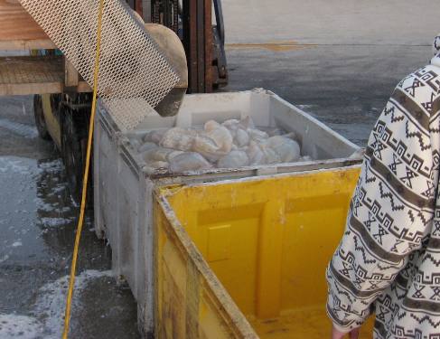 Box of cannon ball jellyfish about to be loaded onto refrigerated truck