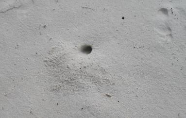 Ghost Crab