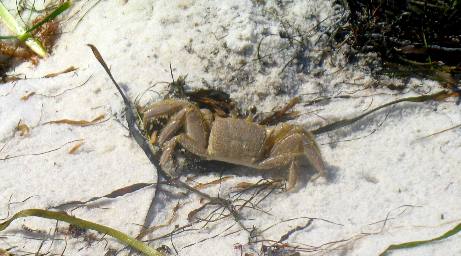 Ghost Crab