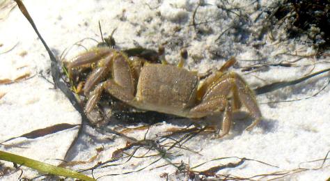 Ghost Crab