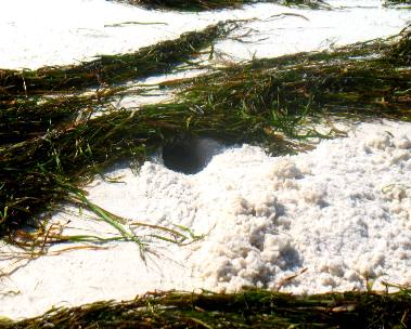 Ghost Crab hole