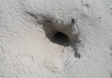 Ghost crab