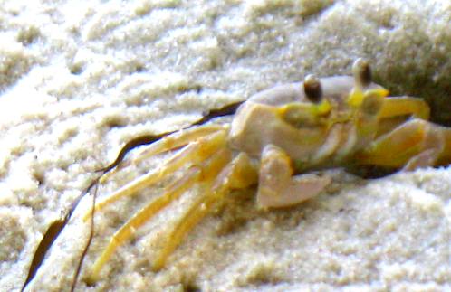 Ghost Crab
