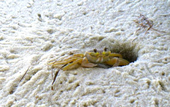 Ghost Crab