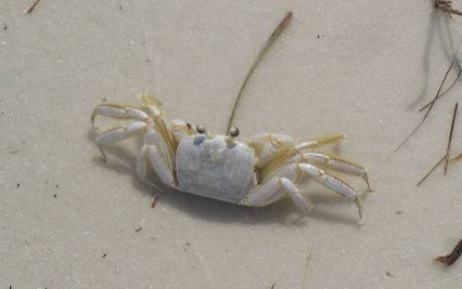 Ghost Crab