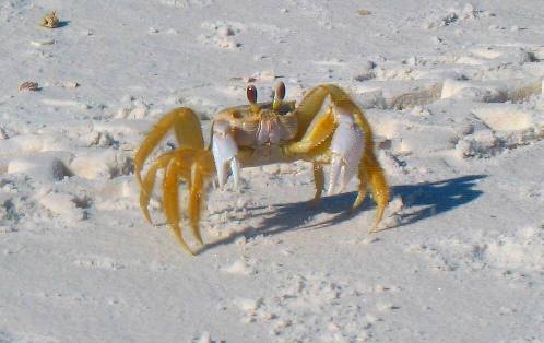 Ghost Crab