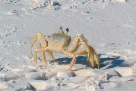 Ghost Crab