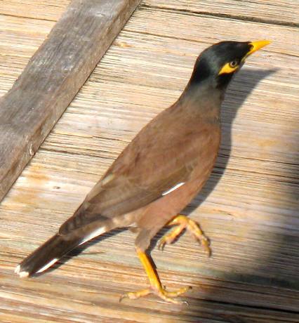 Common Myna on dock at Hogfish Grill on Stock Island -- Key West