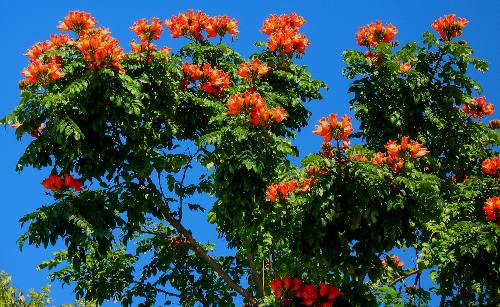This African tulip tree is located on the grounds of the Hemingway Mansion in Key West